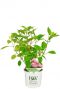 Hydrangea arborescens ruby annabelle 19