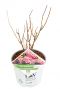 Hydrangea arborescens ruby annabelle p19