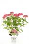 Hydrangea arborescens ruby annabelle plant 19