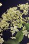 Hydrangea petiolaris plante de jardin