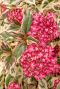 Hydrangea serrata euphoria pink plante de jardin
