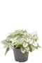 Hypoestes phyllostachya white