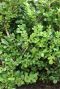Ilex crenata jenny plante de jardin
