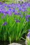 Iris kaempferi plante de bassin
