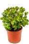 Crassula ovata minor
