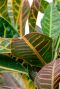 Kamerplant croton wonderstruik 1