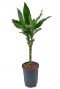 Kleine dracaena hydrocultuur