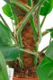 Le Monstera est une plante grimpante qui pousse sur un bâton de mousse.