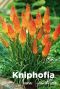 Kniphofia uvaria grandiflora bulbes a fleurs
