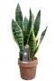 Kokodama sansevieria