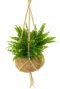 Kokodama varen green lady