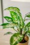 Kunst dieffenbachia sfeer 2