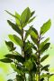 Laurus nobilis plante de jardin 27