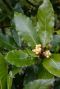 Laurus nobilis plante de jardin p15