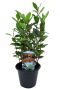 Laurus nobilis tuinplant p15