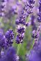 Lavande angustifolia felice plante de jardin 3
