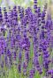 Lavandula angustifolia dwarf blue plante de jardin