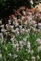 Lavandula angustifolia edelweiss plante de jardin
