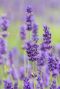 Lavandula angustifolia hidcote