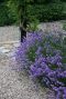 Lavandula angustifolia hidcote plante de jardin