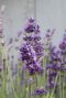 Lavandula angustifolia munstead