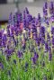 Lavandula angustifolia plante de jardin