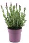 Lavendel stoechas anouk p12 plante de jardin