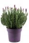 Lavendel stoechas anouk p19