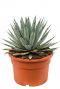 Agave macroacantha