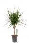 Dracaena Marginata