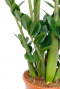 groen blad 