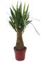Yucca Elephantipes