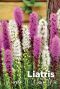 Liatris purple white mix bulbes a fleurs