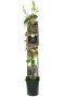 Lonicera belgica select plant 23cm