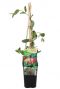 Lonicera goldflame p14