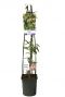 Lonicera henryi planten
