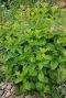 Melissa officinalis plante de jardin