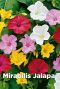 Mirabilis jalapa bulbes a fleurs