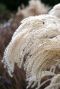 Miscanthus sinensis p9