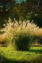 Miscanthus sinensis plante de jardin