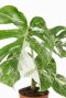Monstera-2