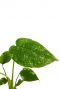 Monstera-thai-constellation-white