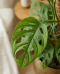 Monstera Adansonii