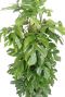 Monstera minima feuilles 1