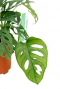 Monstera Adansonii