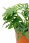 Monstera Adansonii