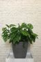 Monstere monkey mask kamerplant