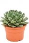 Agave victoria reginae