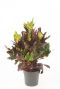 Croton variegatum Excellent