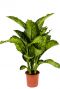 Dieffenbachia maroba
